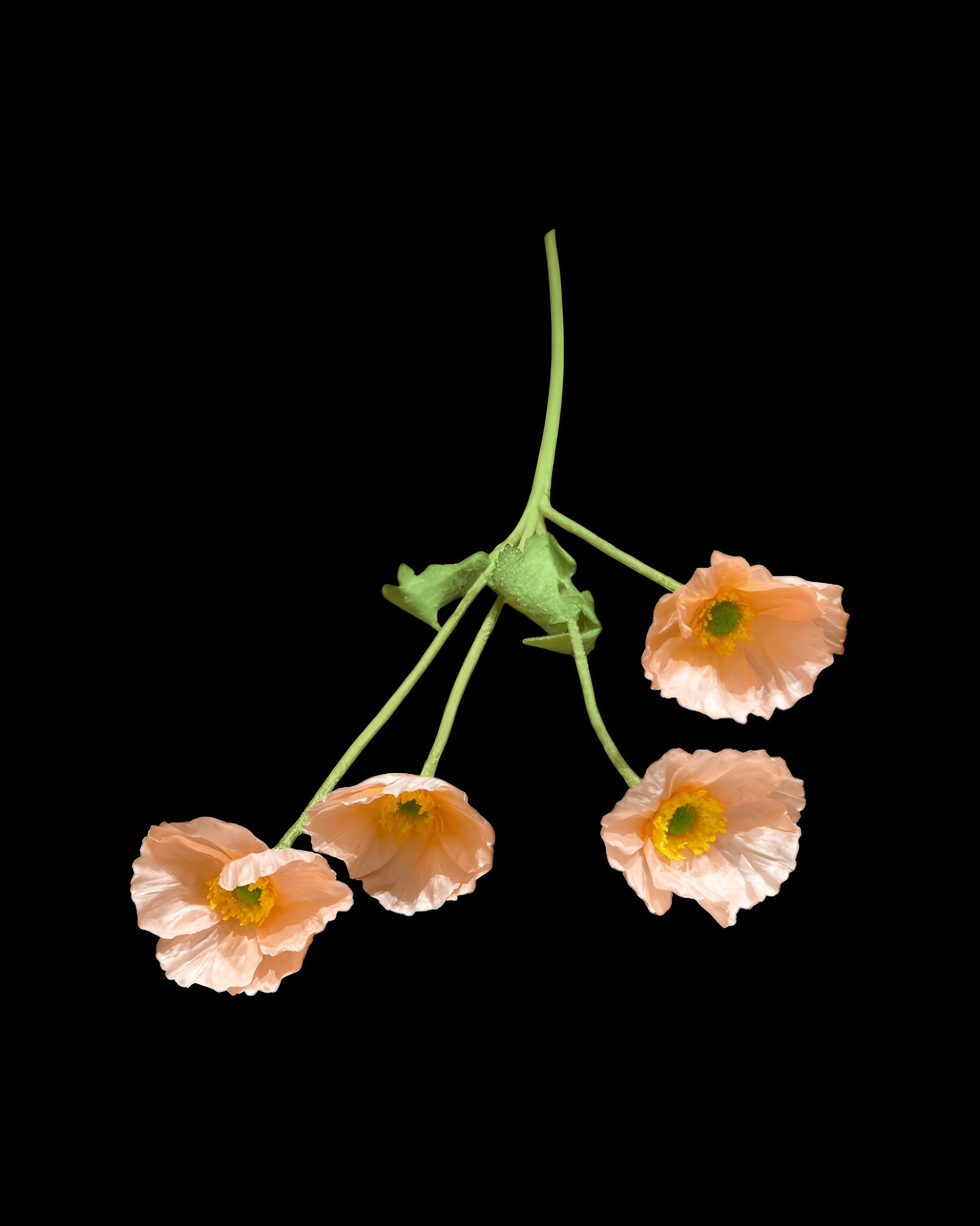 GELİNCİK ÇİÇEĞİ 4 BAŞLI - 7