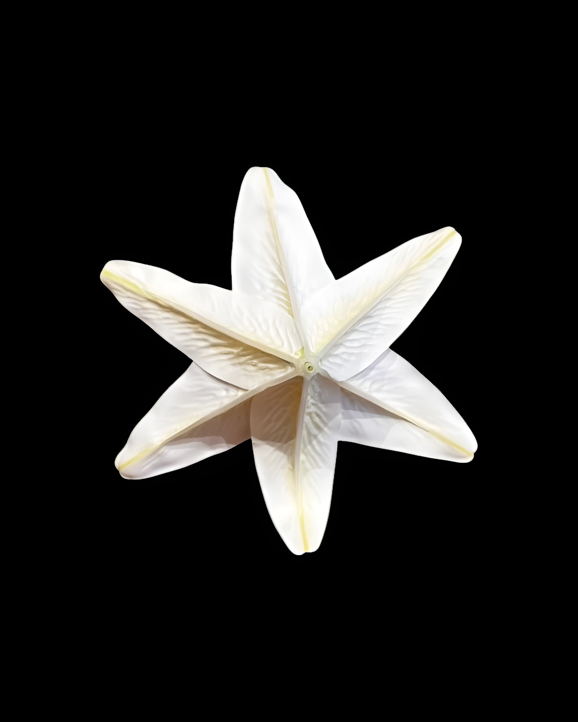 20CM DEV BOY LİLYUM ZAMBAK (SADE BAŞ) - 2