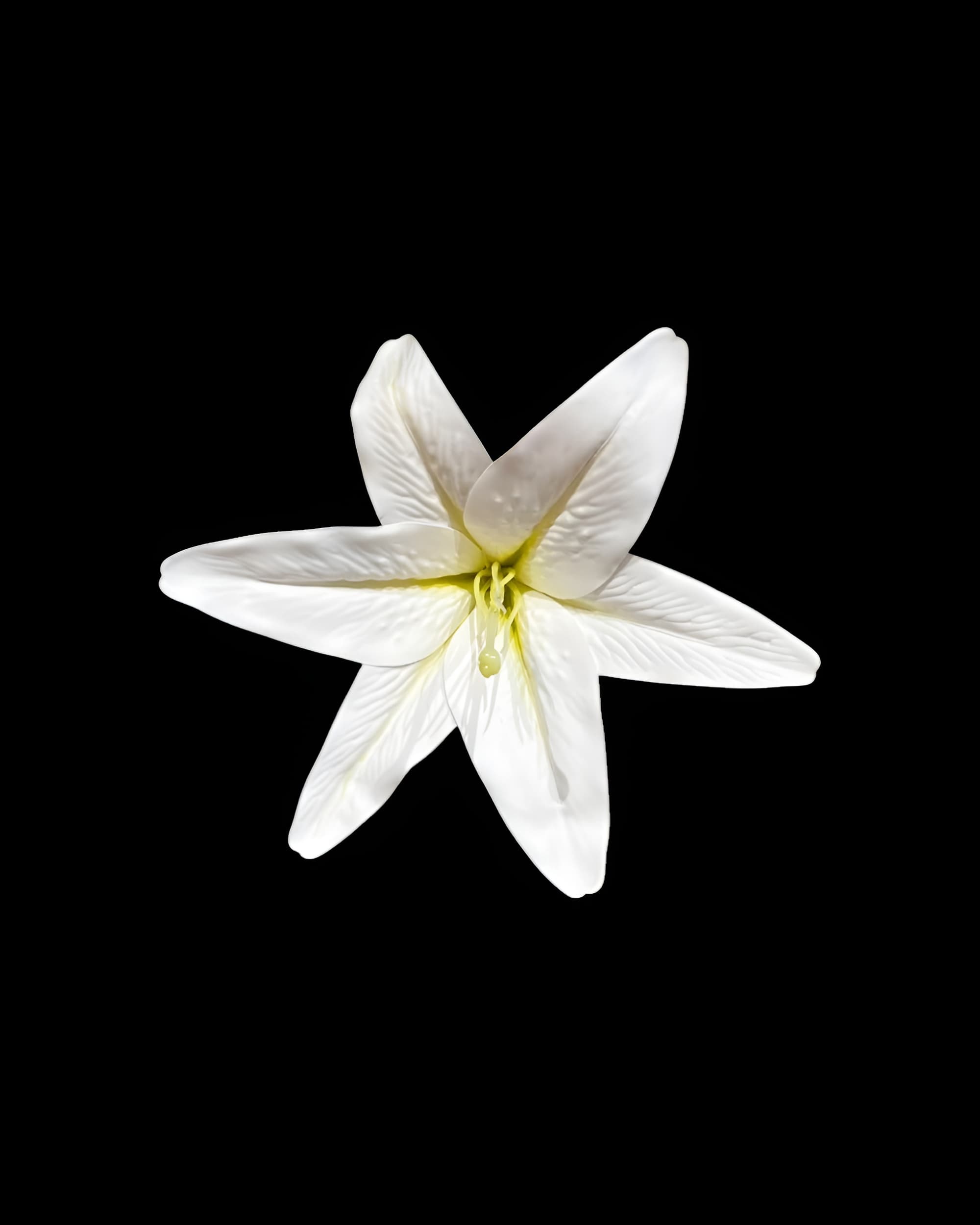 20CM DEV BOY LİLYUM ZAMBAK (SADE BAŞ) - 1