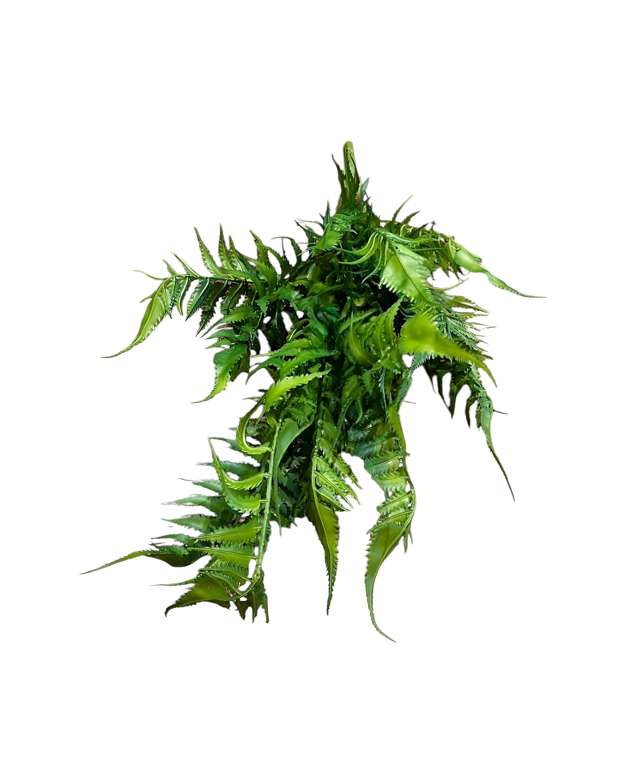 ISLAK DOKULU YAPAY AŞK MERDİVENİ 18 DALLI 50CM - 4