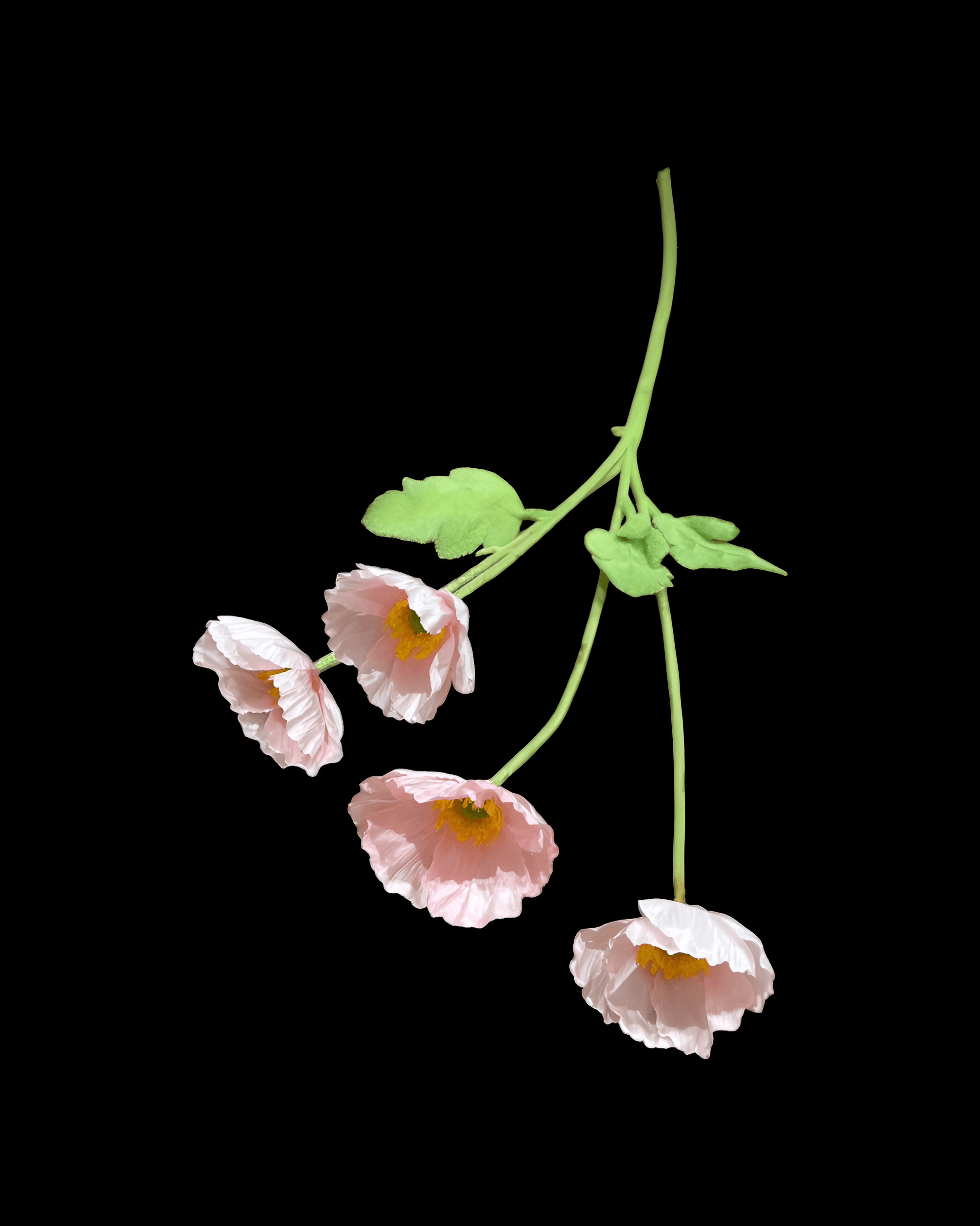 GELİNCİK ÇİÇEĞİ 4 BAŞLI - 3