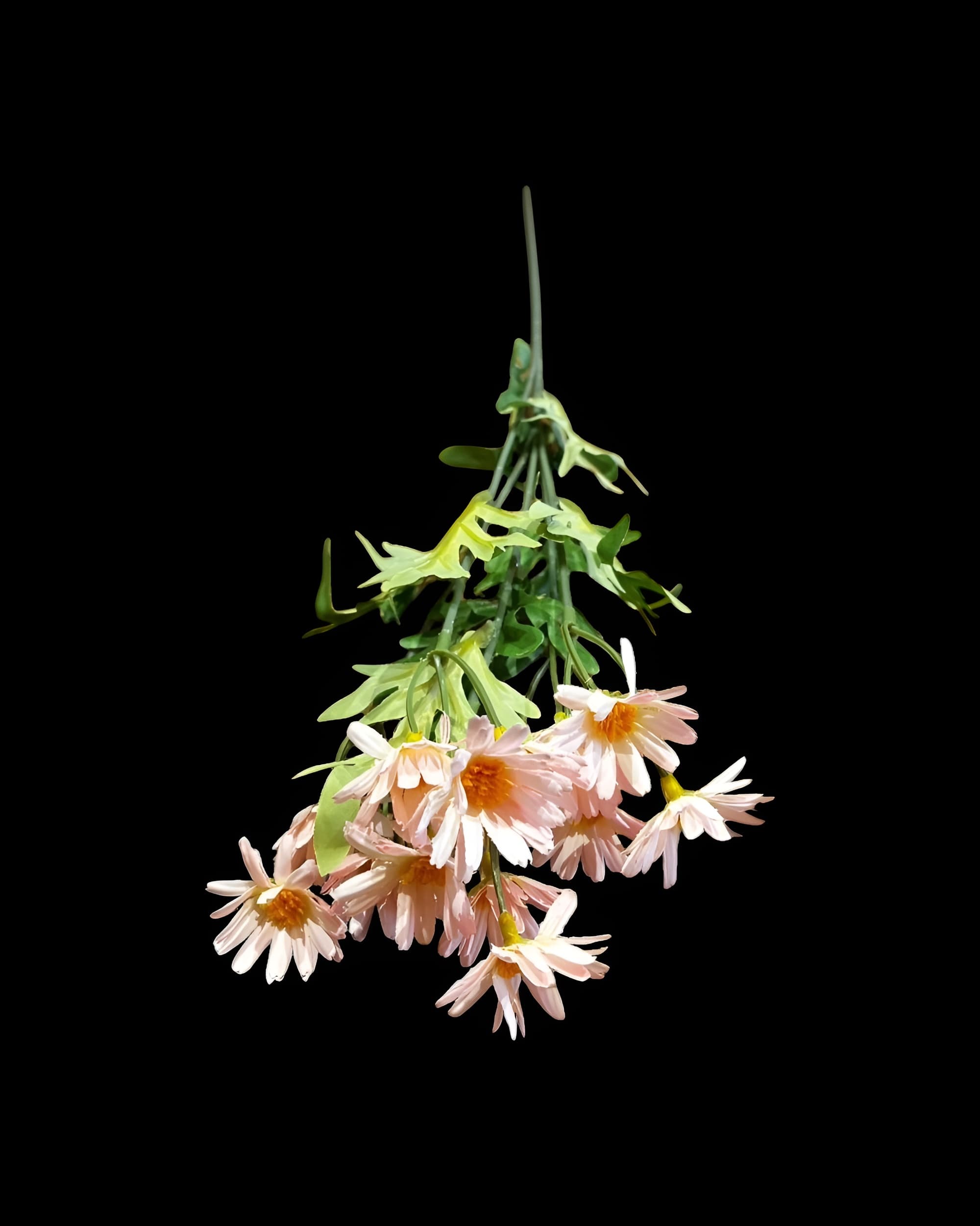 5 DALLI UZUN PAPATYA 55 CM - 2