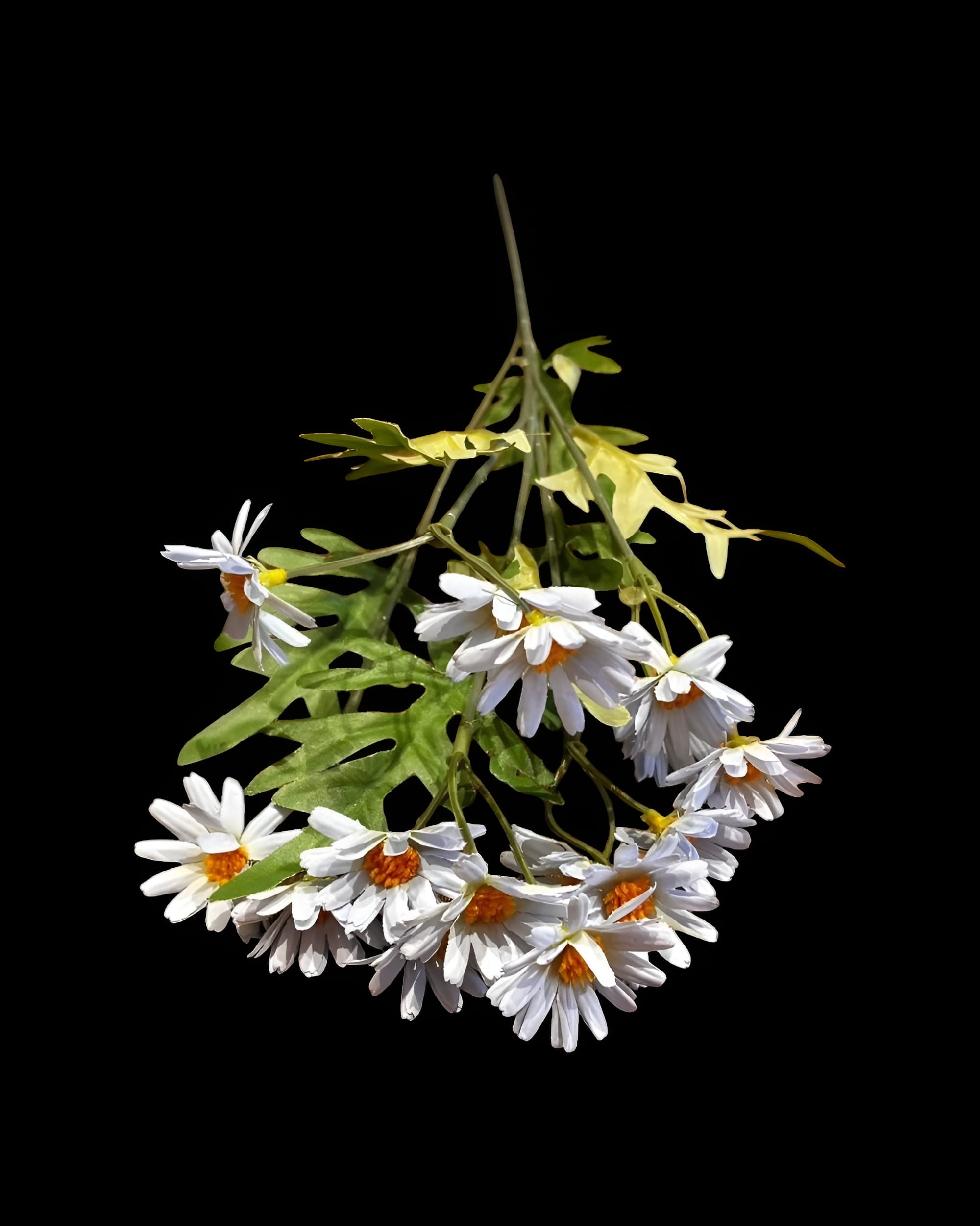 5 DALLI UZUN PAPATYA 55 CM - 5