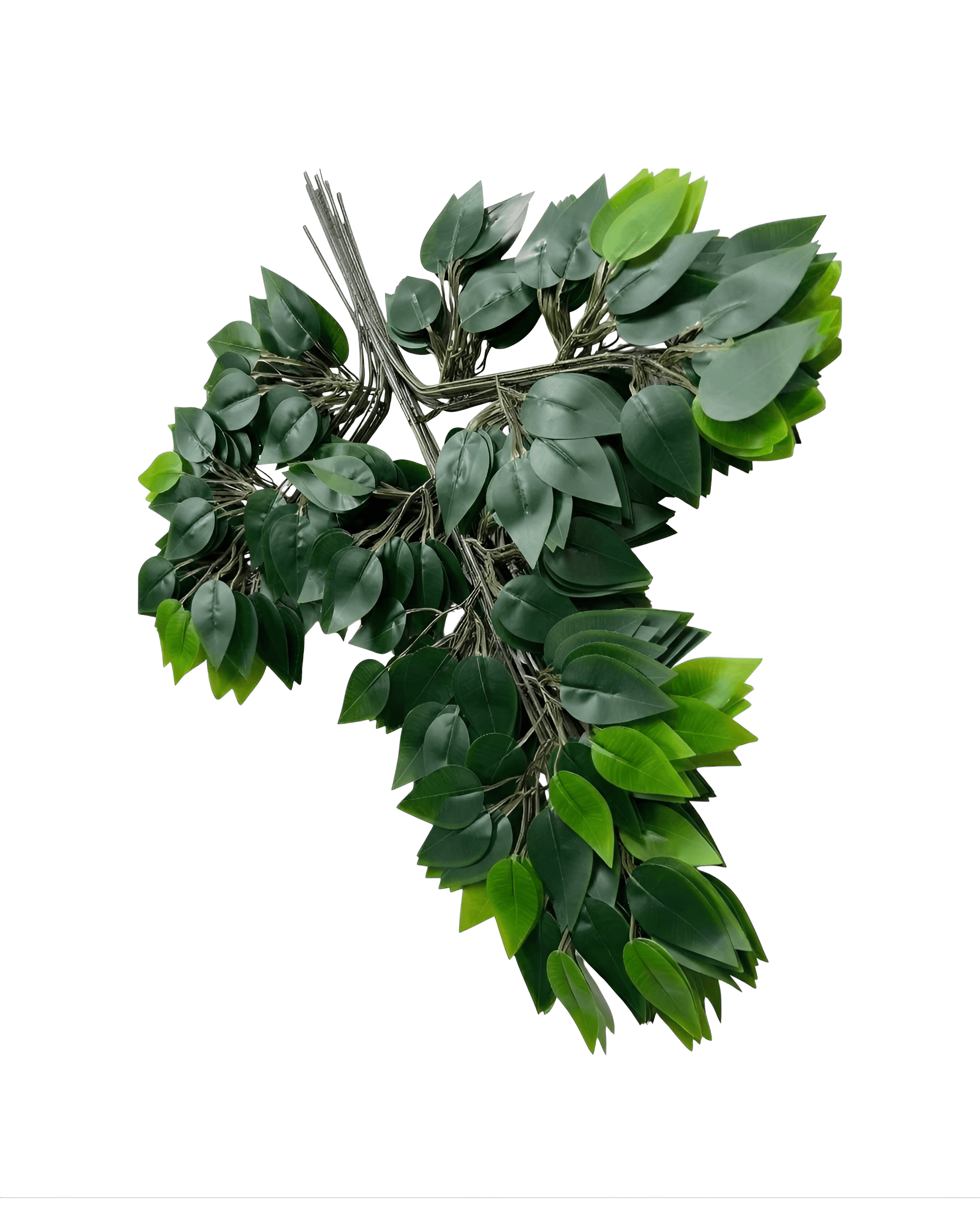 12'Lİ BENJAMİN YAPRAĞI - 1