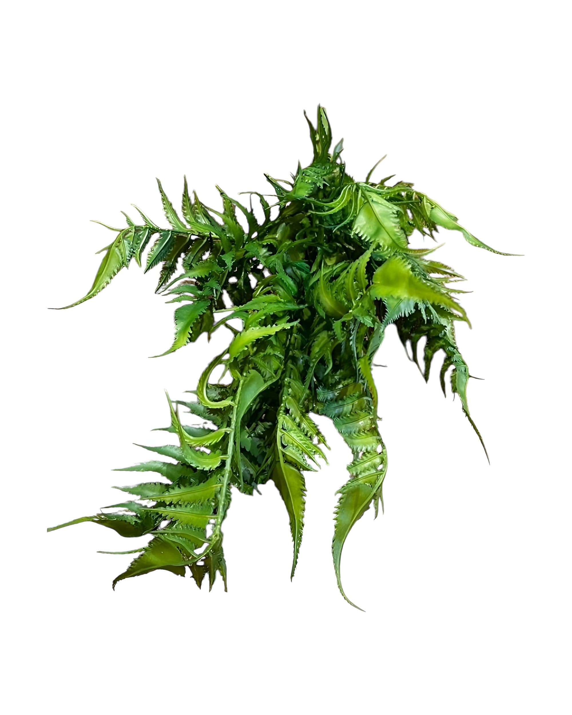 ISLAK DOKULU YAPAY AŞK MERDİVENİ 18 DALLI 50CM - 1