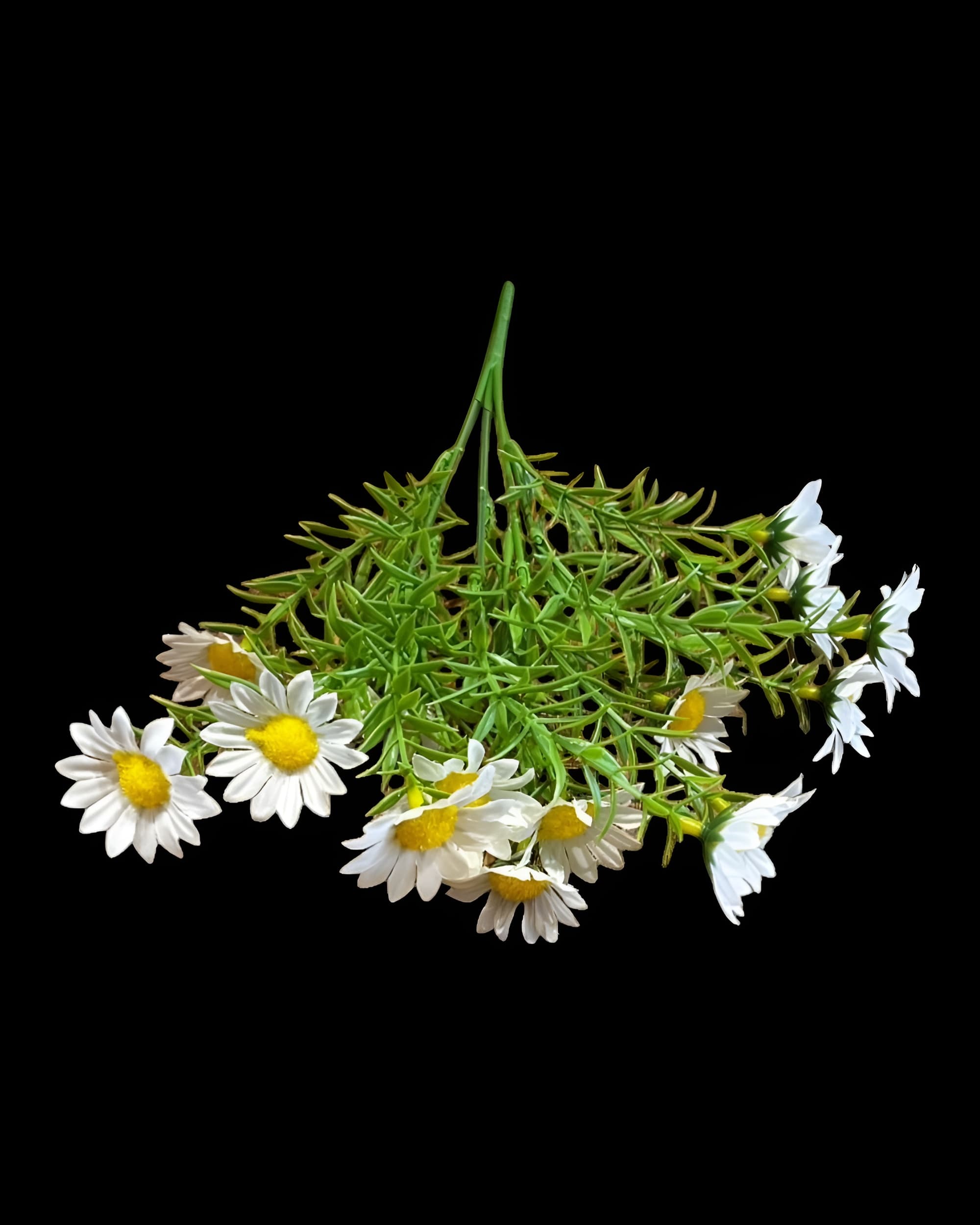 15 BAŞLI İĞNE YAPRAKLI KIR PAPATYASI 35 CM - 2