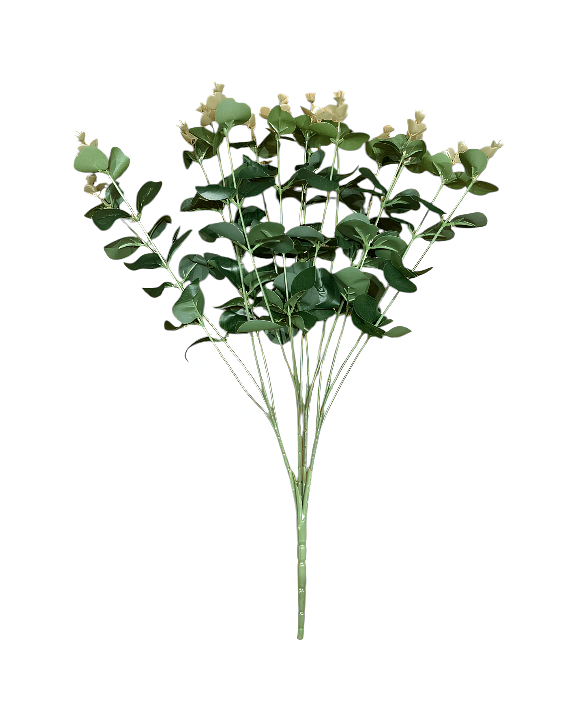 16 DALLI OKALİPTUS 0