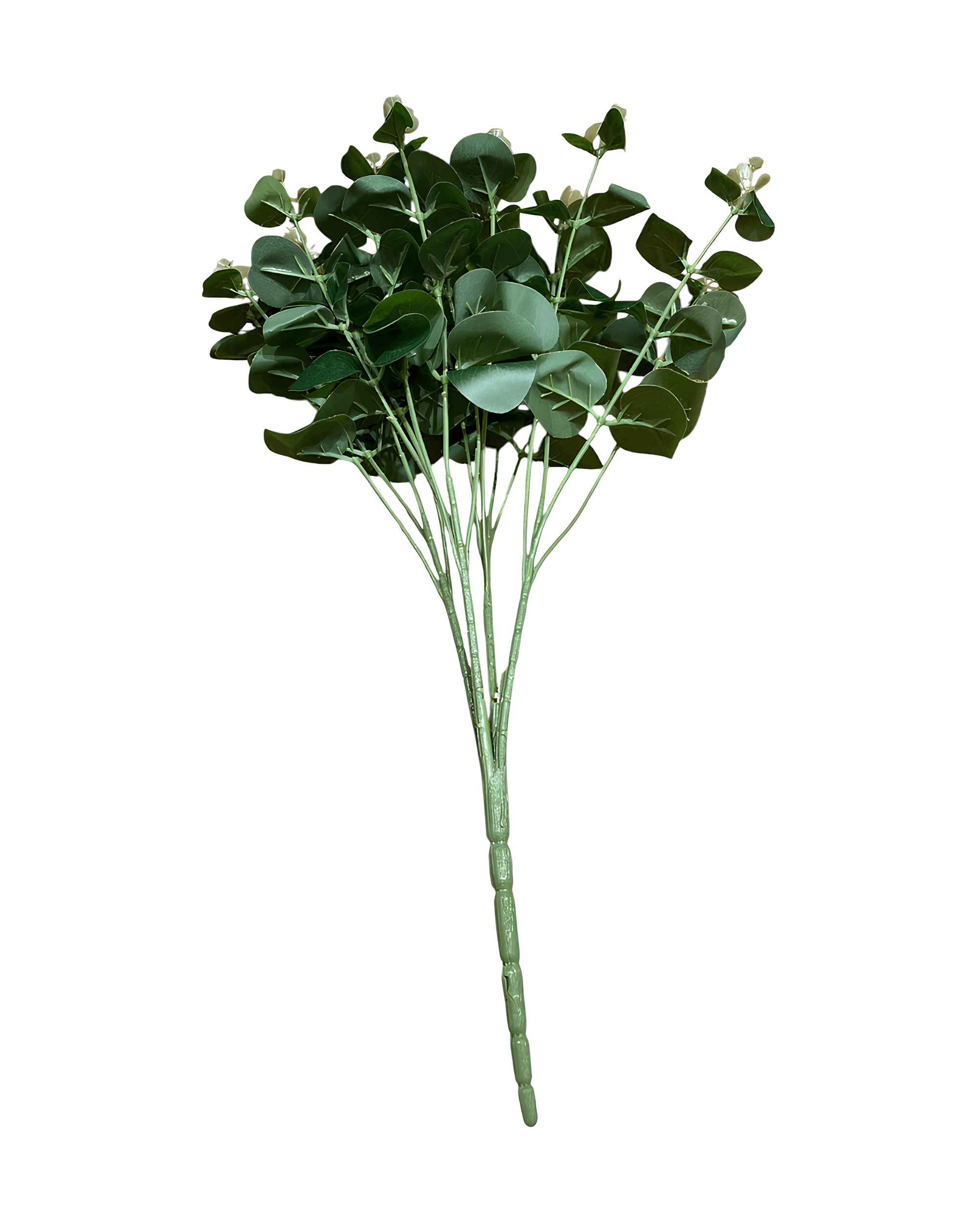 16 DALLI OKALİPTUS - 3