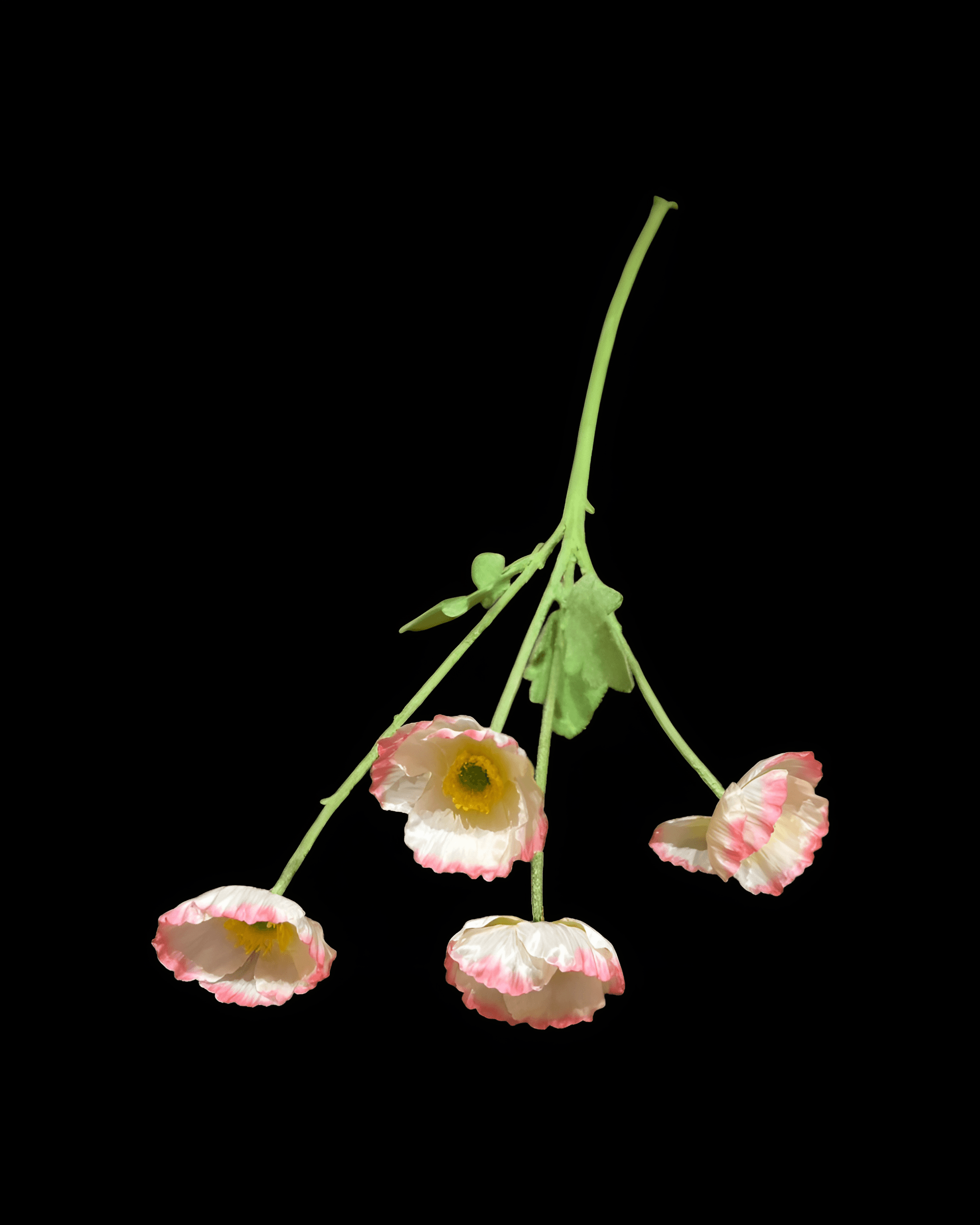 GELİNCİK ÇİÇEĞİ 4 BAŞLI - 10