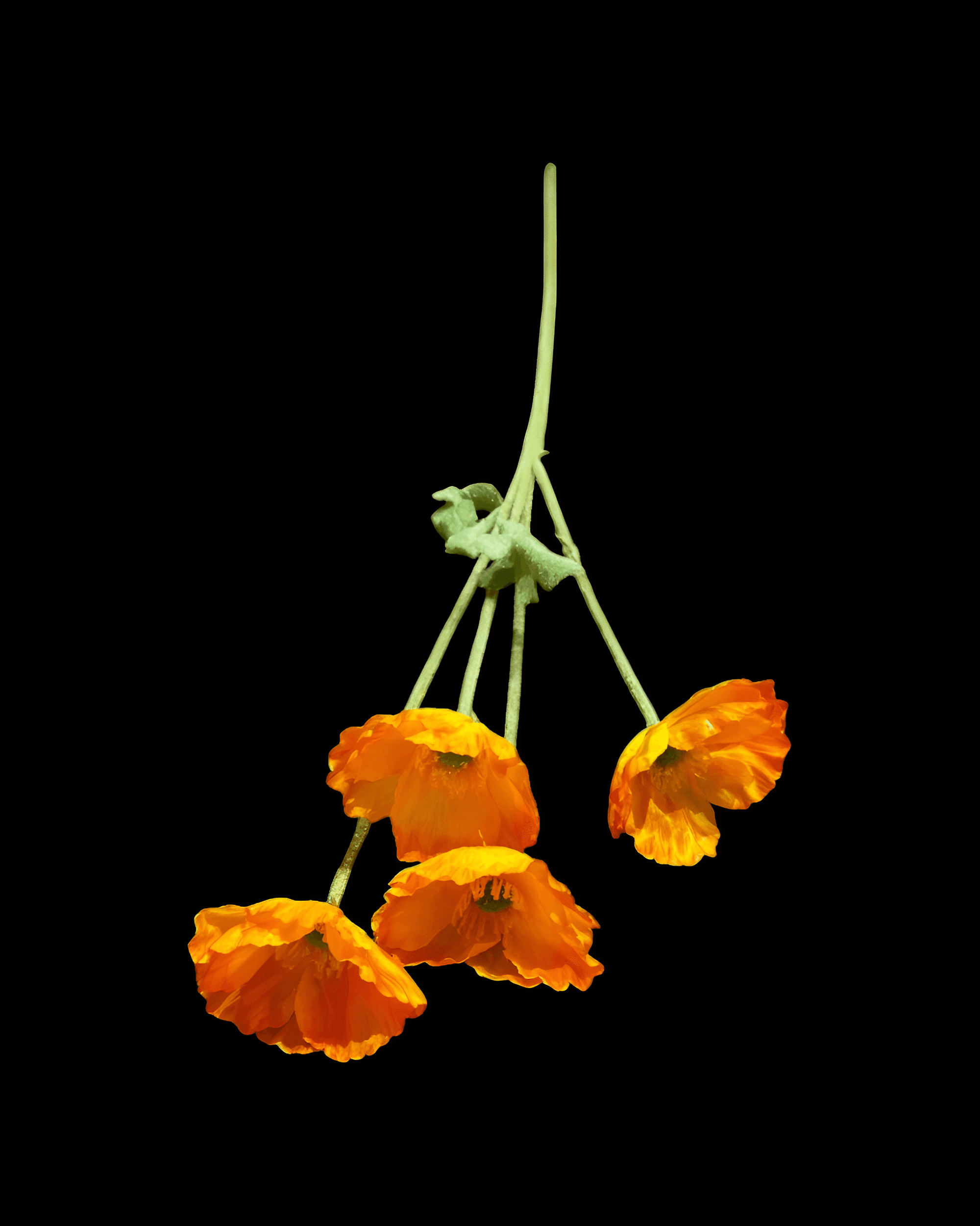 GELİNCİK ÇİÇEĞİ 4 BAŞLI - 11