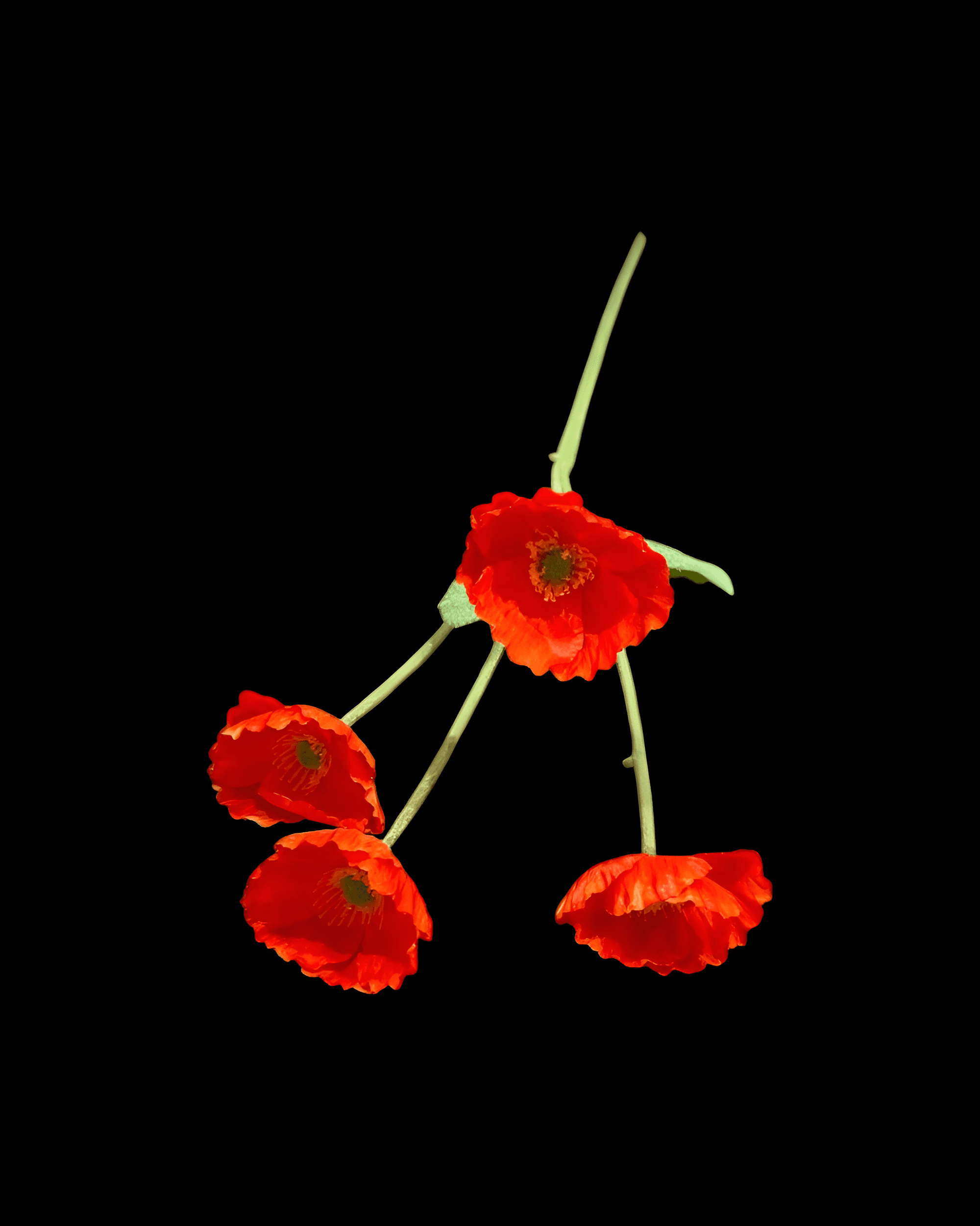 GELİNCİK ÇİÇEĞİ 4 BAŞLI - 2