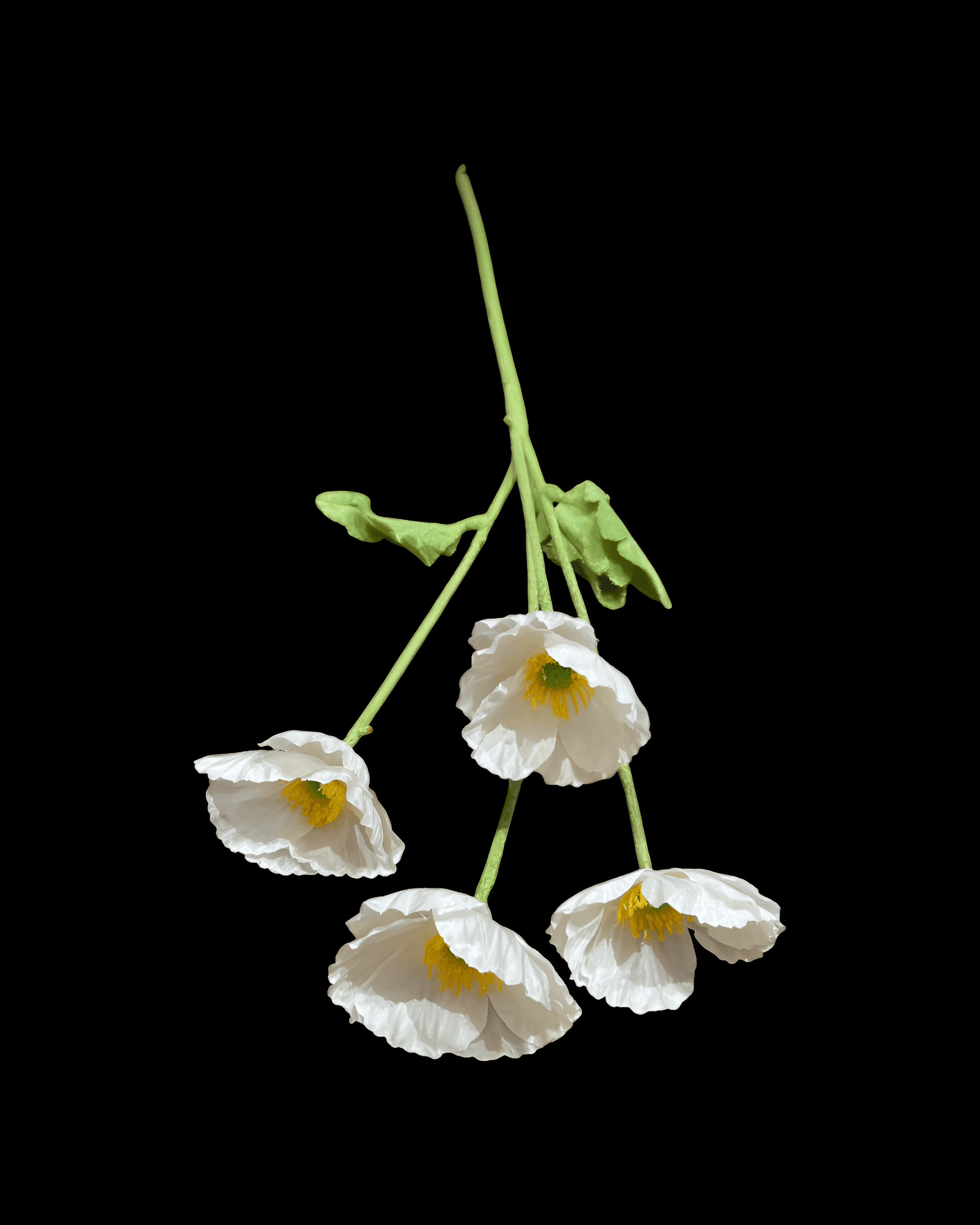 GELİNCİK ÇİÇEĞİ 4 BAŞLI - 4