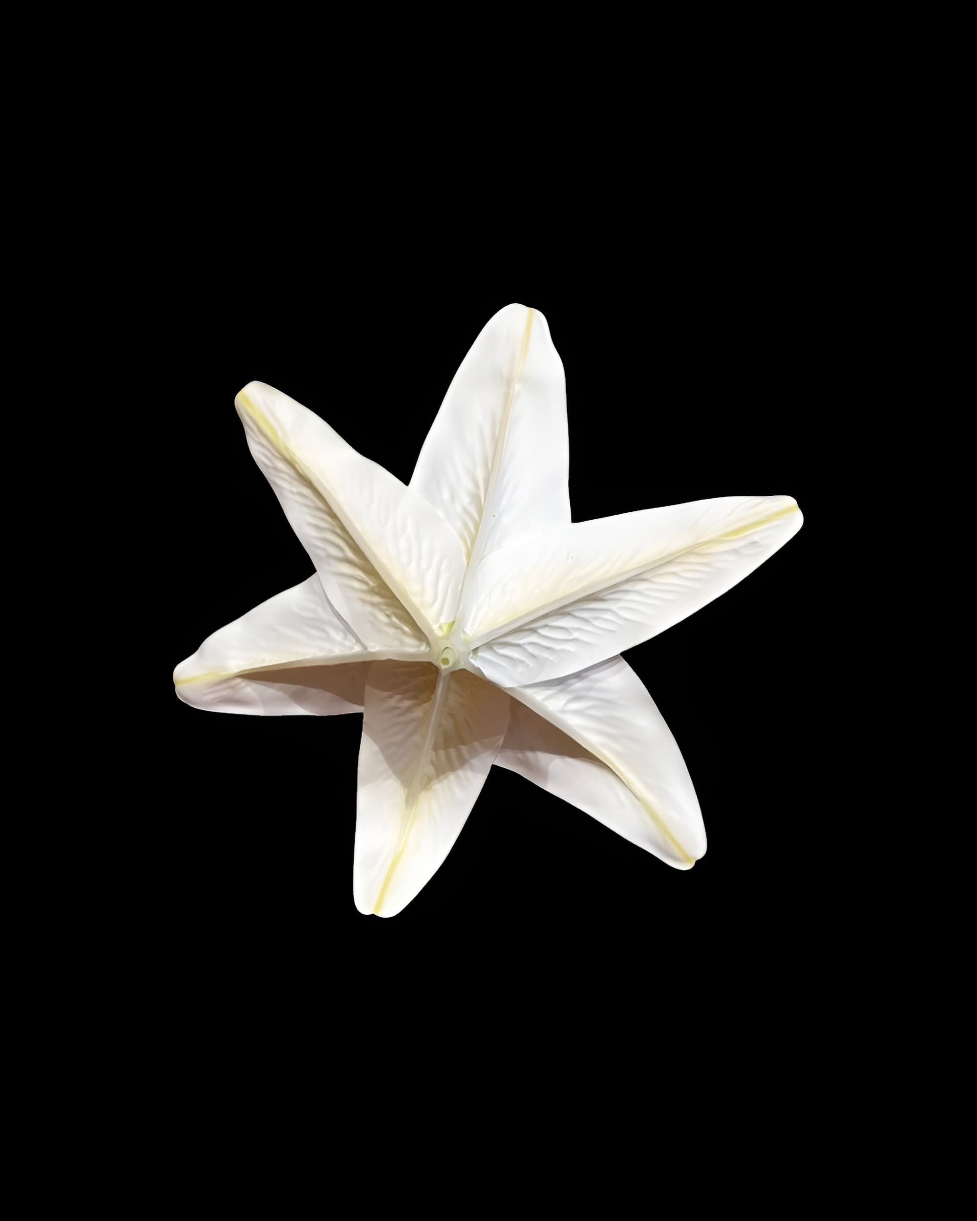 20CM DEV BOY LİLYUM ZAMBAK (SADE BAŞ) - 3