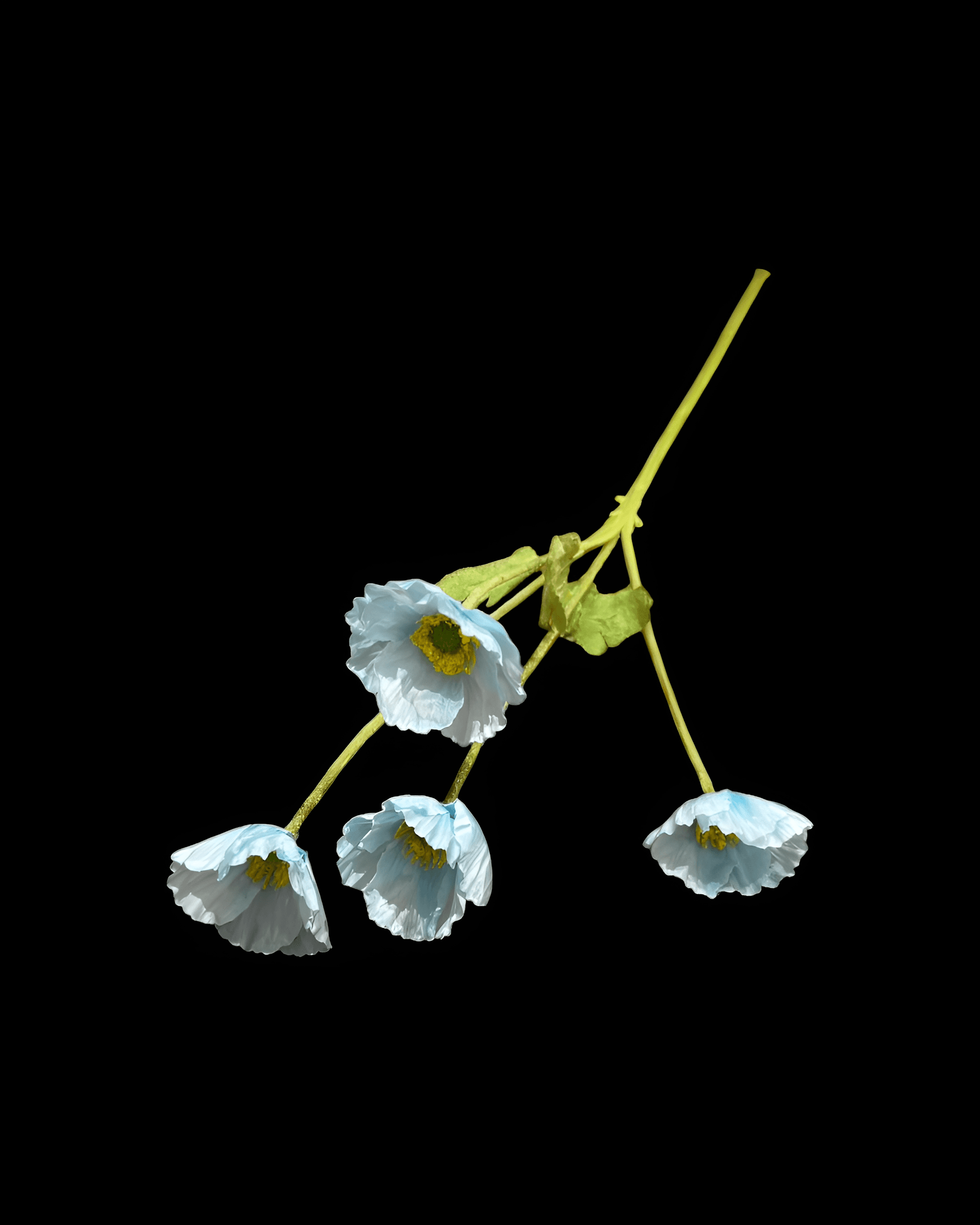 GELİNCİK ÇİÇEĞİ 4 BAŞLI - 5