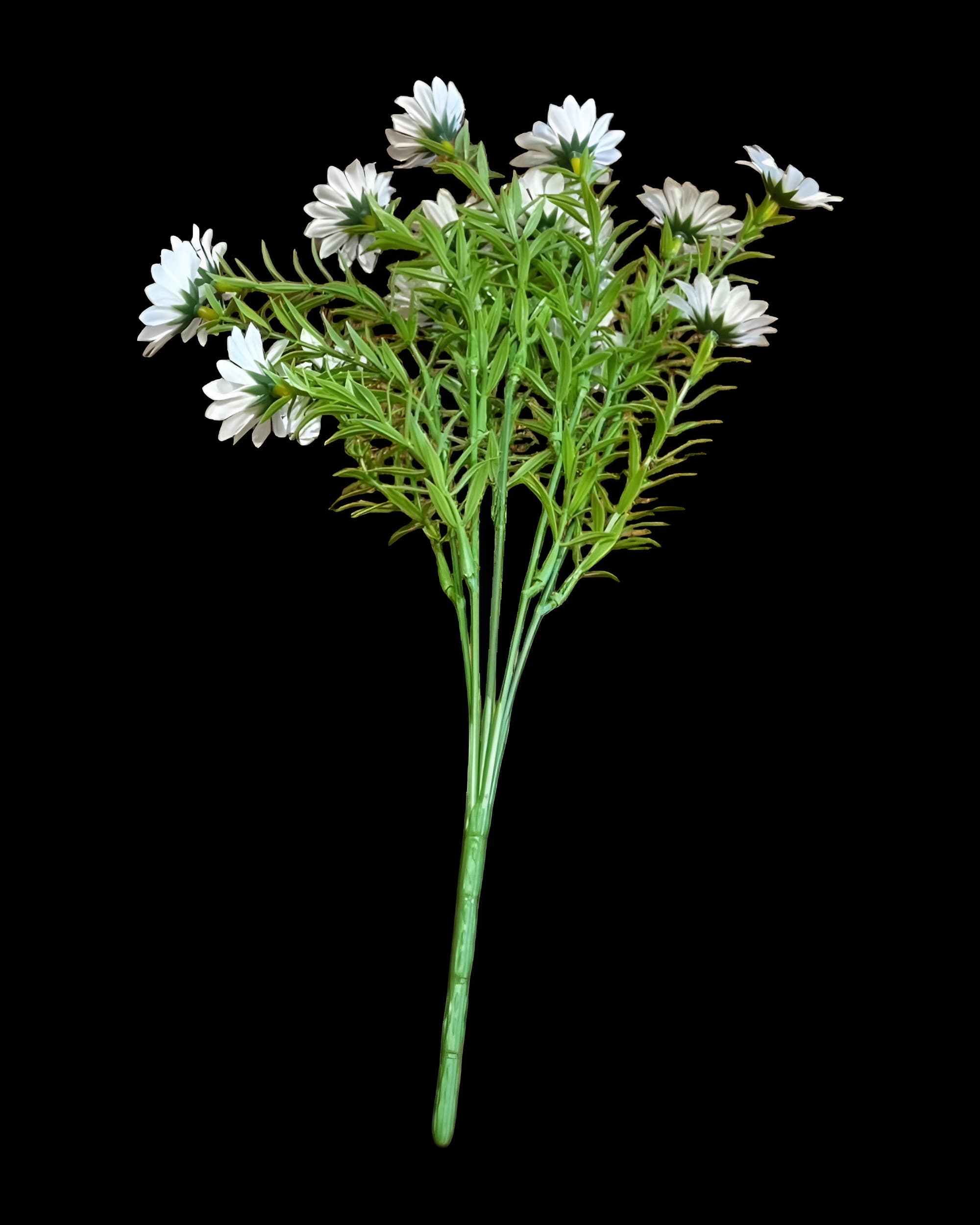 15 BAŞLI İĞNE YAPRAKLI KIR PAPATYASI 35 CM - 3