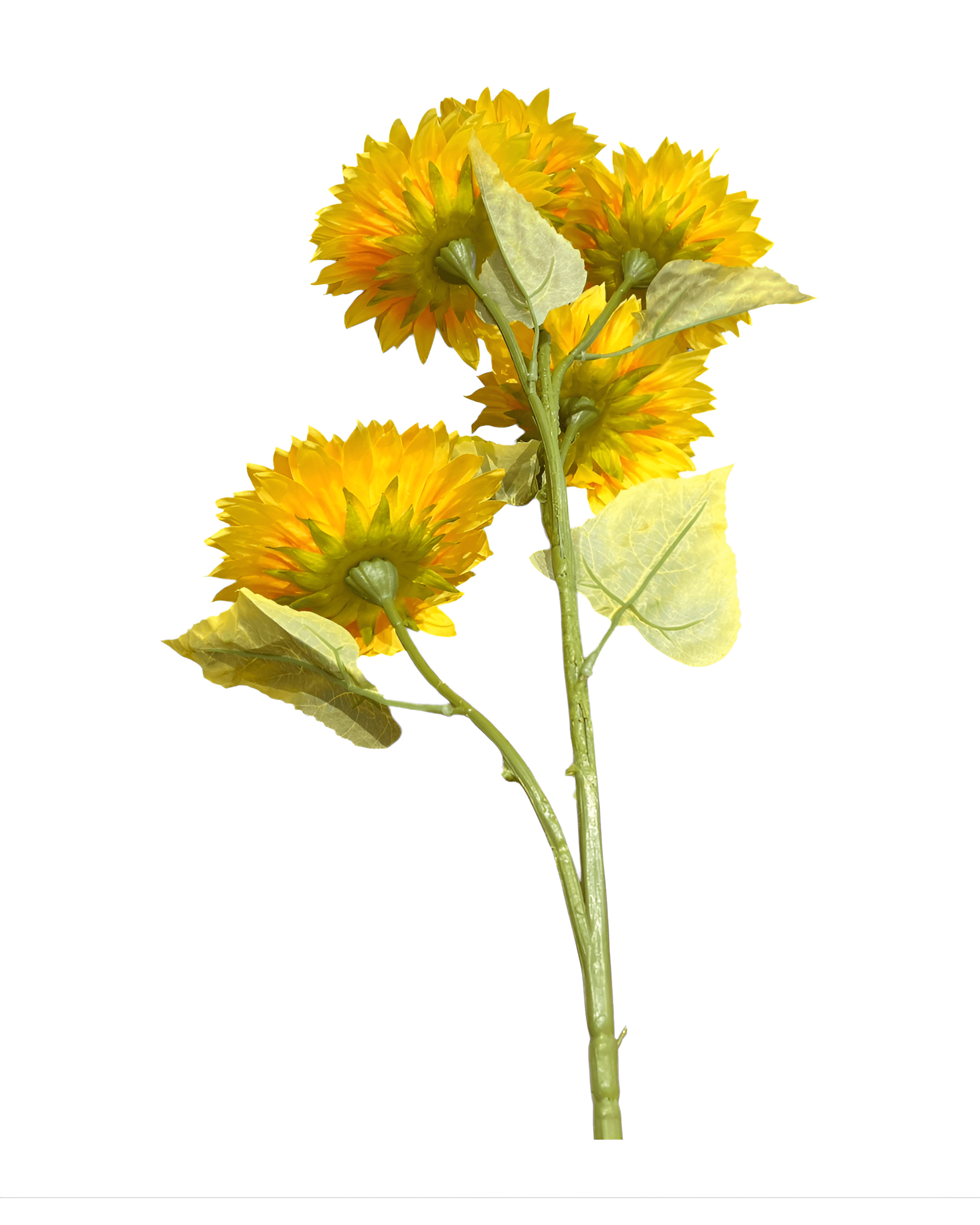 5 KAFA 1 METRE AY ÇİÇEĞİ - 4