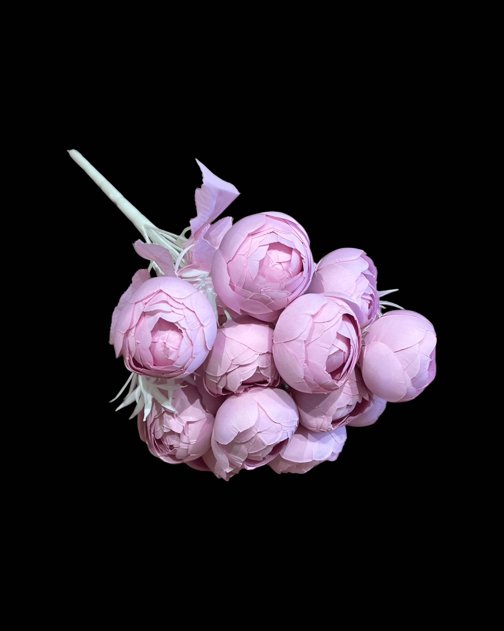 12 BAŞLI ŞAKAYIK 2