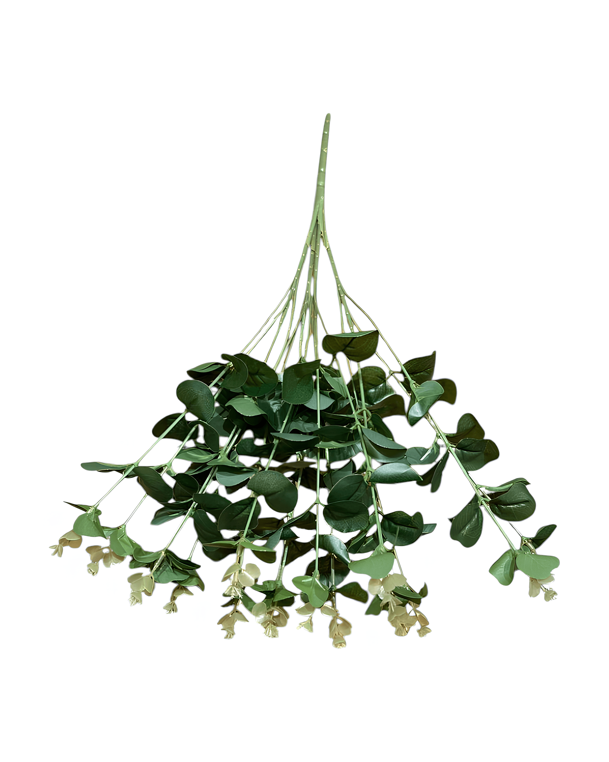 16 DALLI OKALİPTUS 1