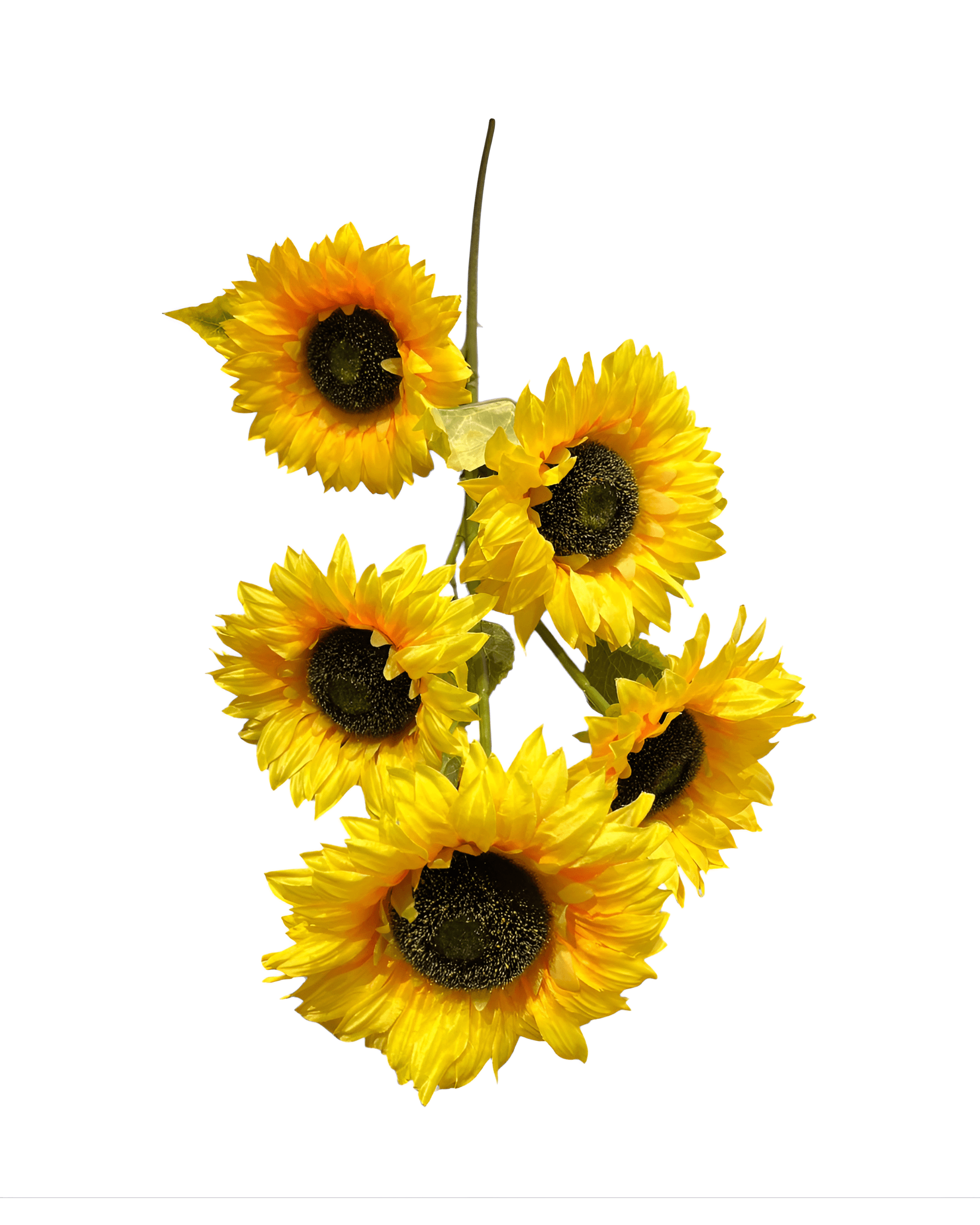 5 KAFA 1 METRE AY ÇİÇEĞİ - 3