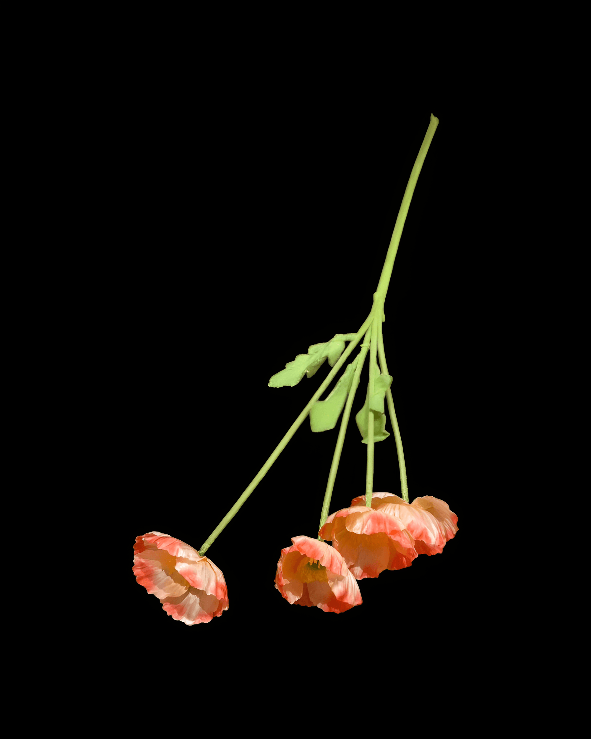 GELİNCİK ÇİÇEĞİ 4 BAŞLI - 8