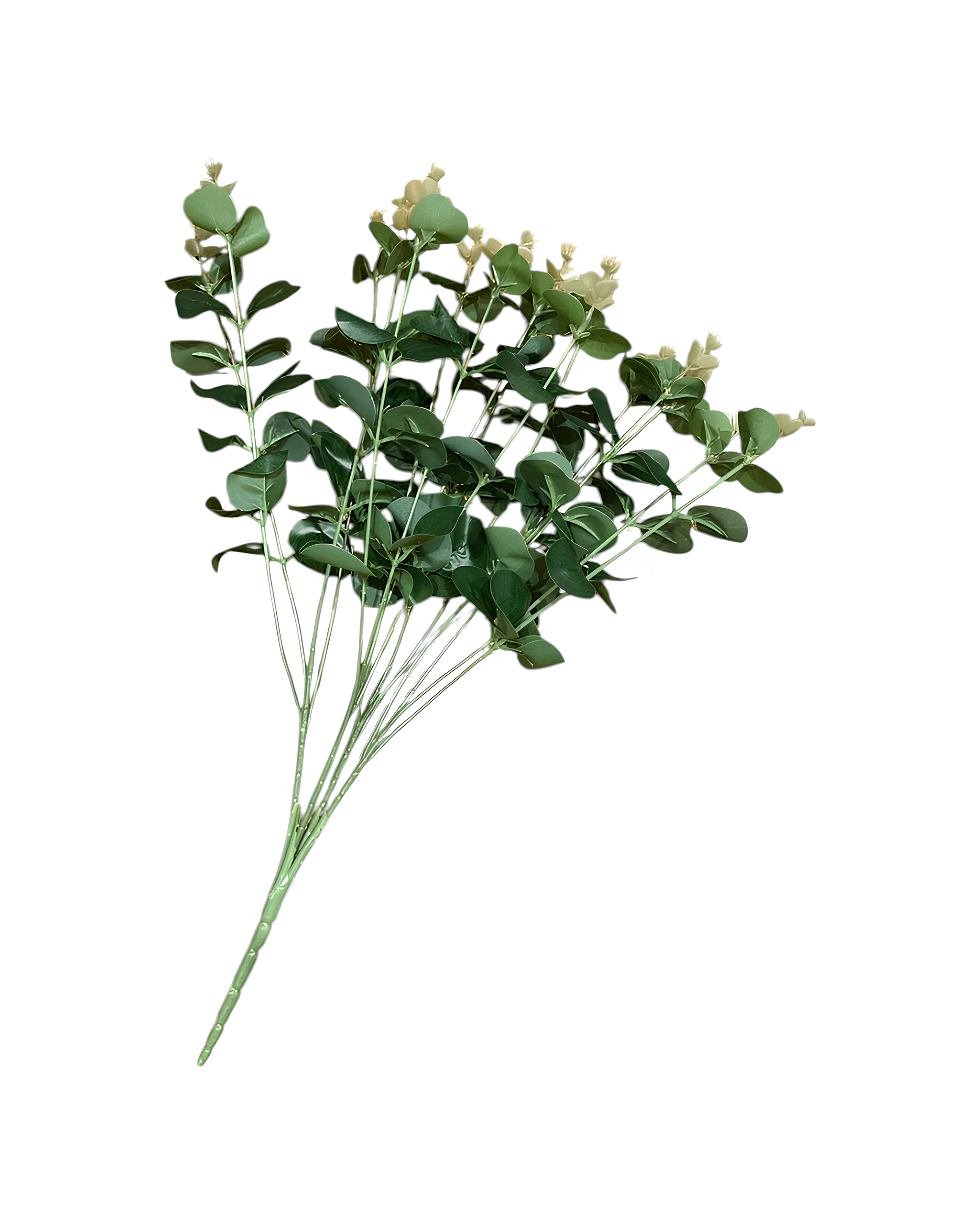 16 DALLI OKALİPTUS - 4