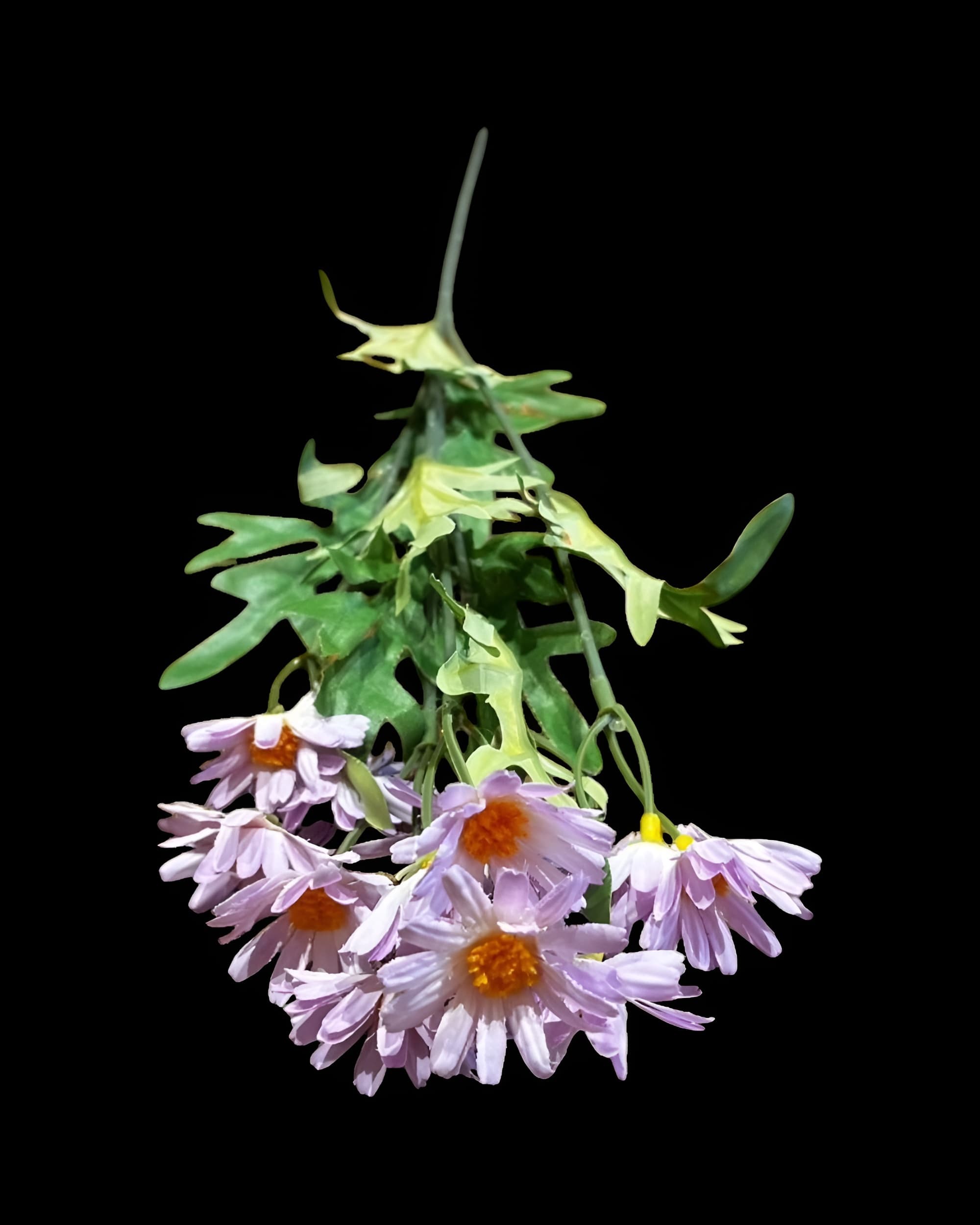 5 DALLI UZUN PAPATYA 55 CM - 4