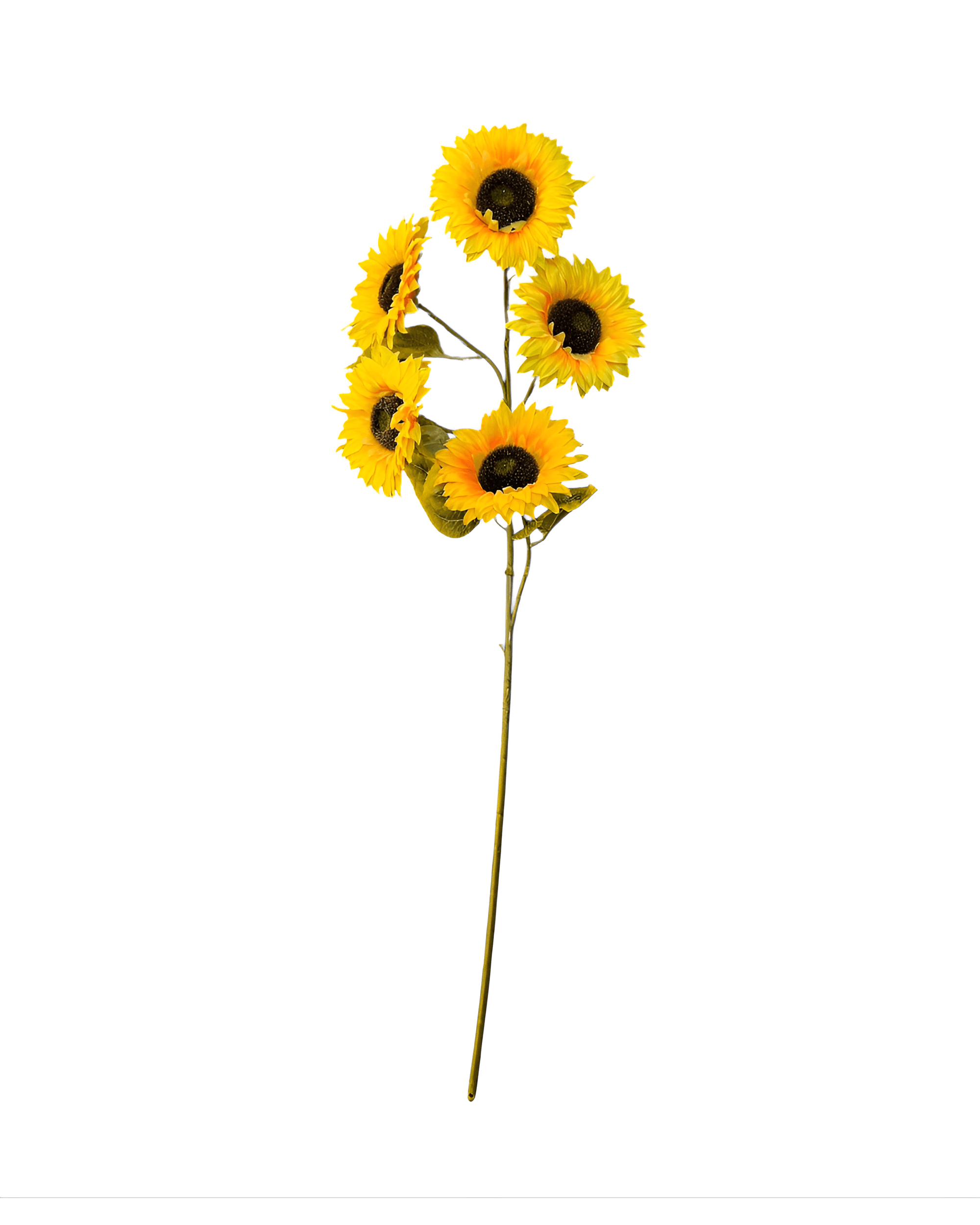 5 KAFA 1 METRE AY ÇİÇEĞİ - 1